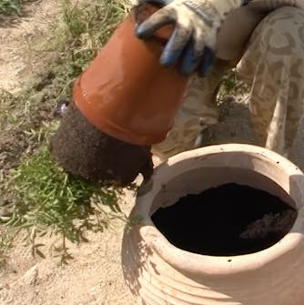 flytte roser flytte roser